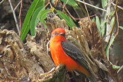 Pyrocephalus rubinus