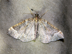 Eulithis flavibrunneata