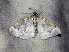 Eulithis flavibrunneata