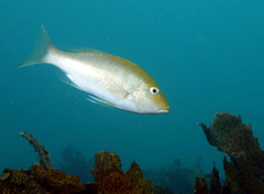 Lethrinus genivittatus