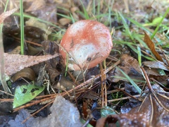 Russula