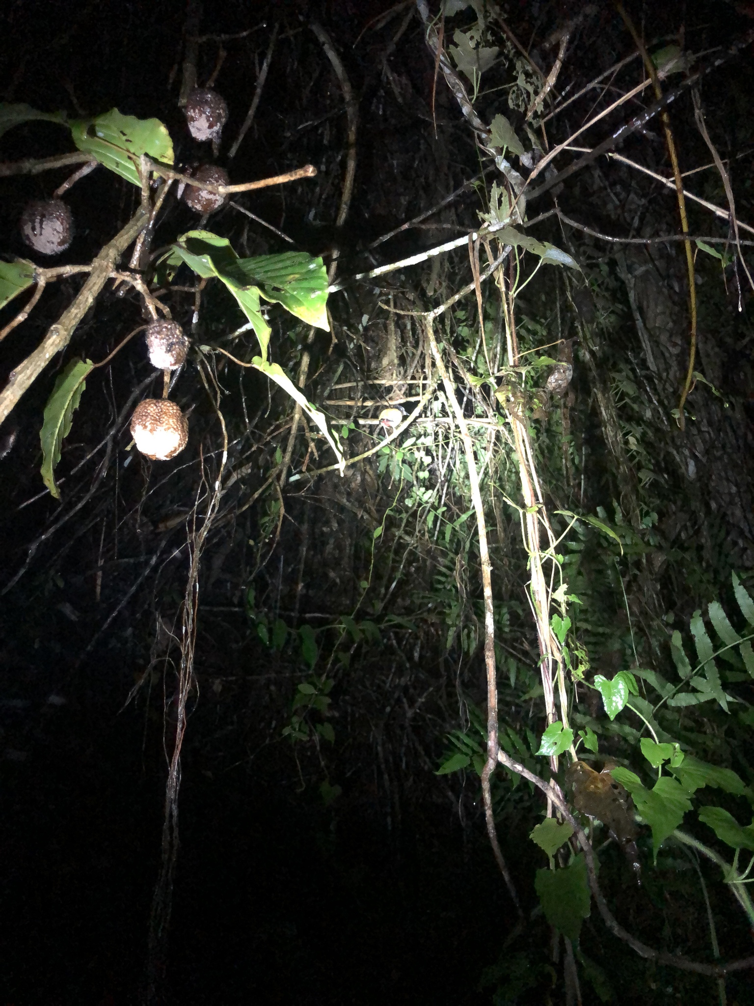 Western Hooded Pitta