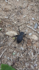 Philolithus aegrotus