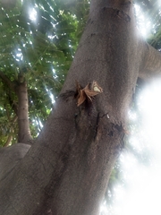 Polyura agraria