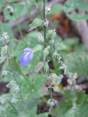 Salvia leptostachys