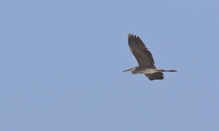 Ardea cinerea