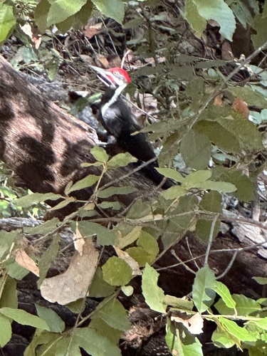 Pileated Woodpecker photographed in California