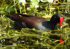 Gallinula galeata cachinnans
