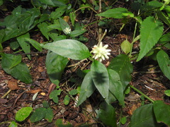 Alternanthera flavescens