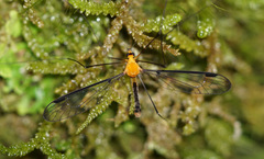 Aurotipula clara