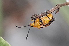 Stethopachys formosa