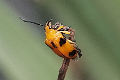 Stethopachys formosa