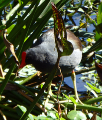Gallinula galeata cachinnans