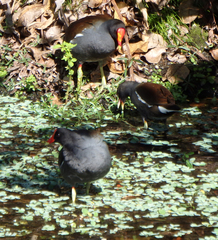 Gallinula galeata cachinnans