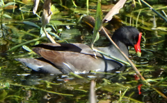 Gallinula galeata cachinnans