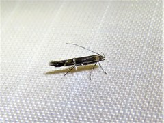 Cosmopterix pulchrimella
