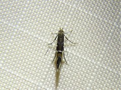Cosmopterix pulchrimella