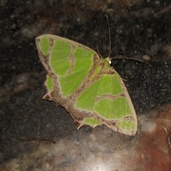 Agathia hilarata