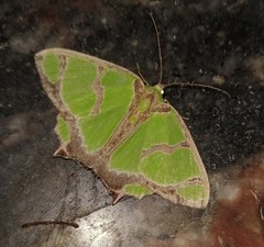 Agathia hilarata