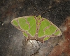 Agathia hilarata
