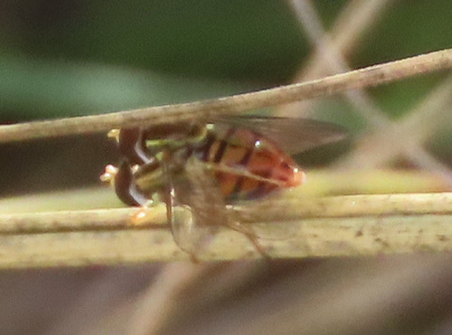 Unknown species found near Netherwood Park, Albuquerque, NM, USA
