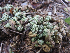 Selaginella convoluta