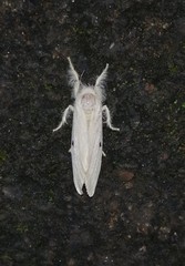 Euproctis lunata