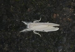 Euproctis lunata