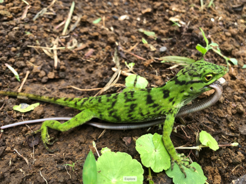 Neotropical Green Anole