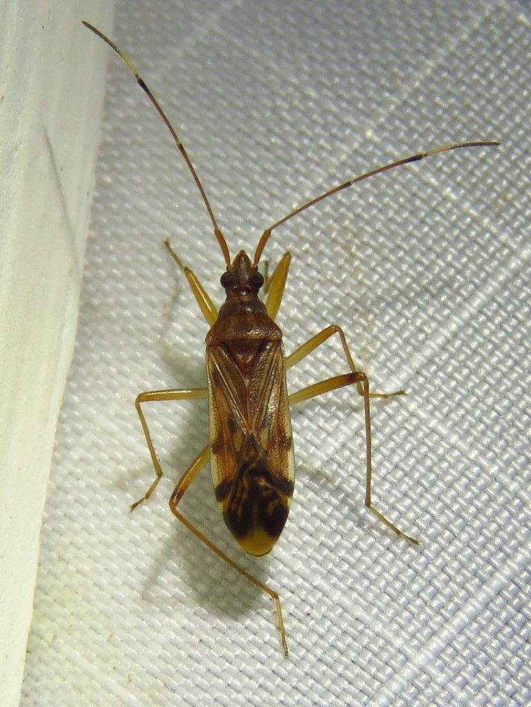Ozophora depicturata