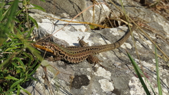 Podarcis melisellensis