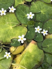 Nymphoides hydrophylla