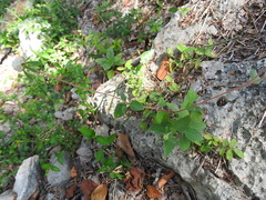 Plagiolophus millspaughii