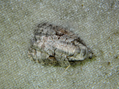 Apotomis infida