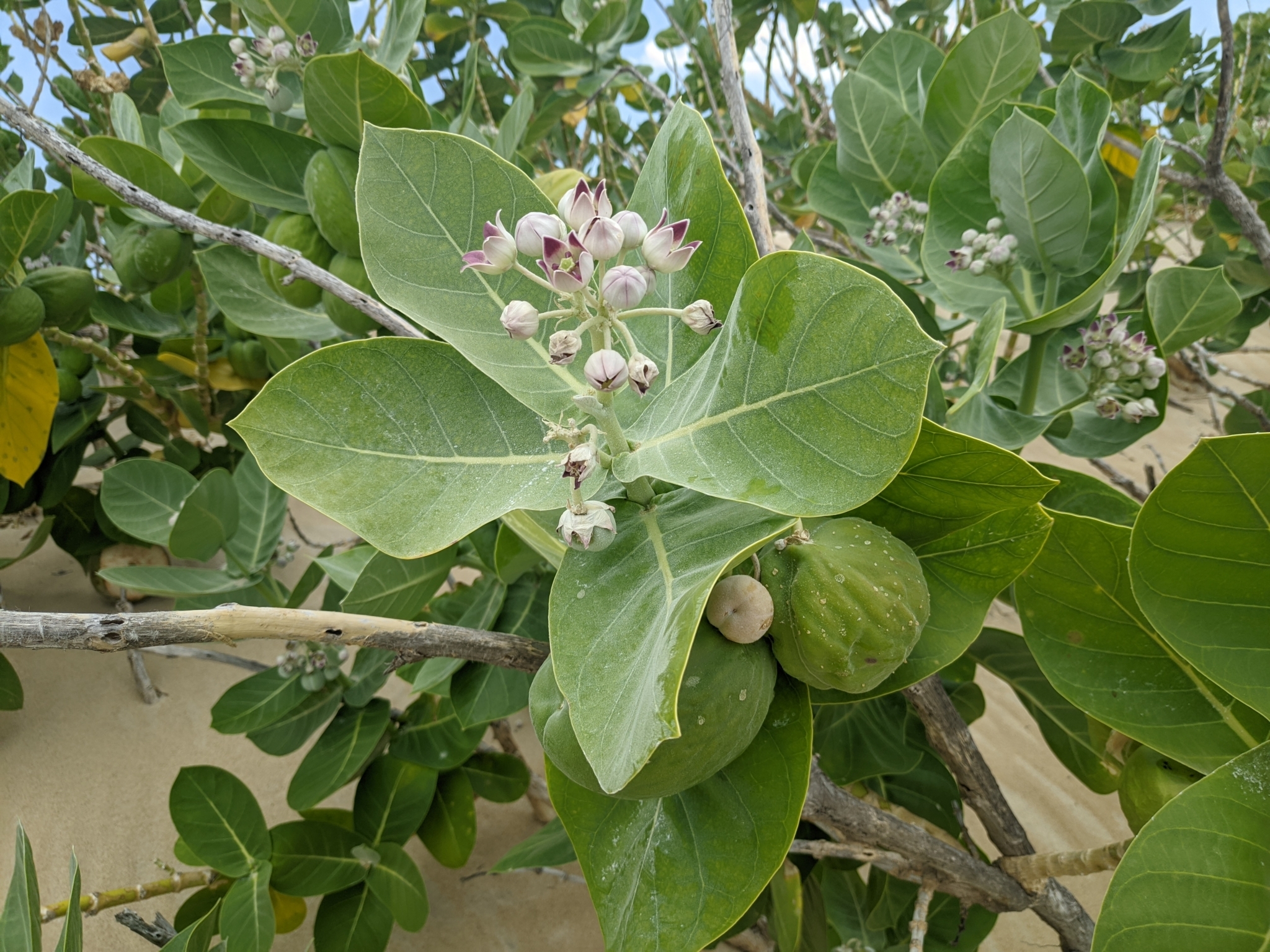 Calotropis procera