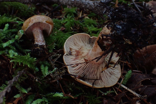 Owingsia PNW01 graham.jpg