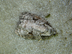 Apotomis infida