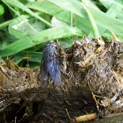 Calliphora quadrimaculata