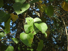 Jatropha gaumeri