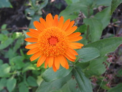 Lasianthaea macrocephala