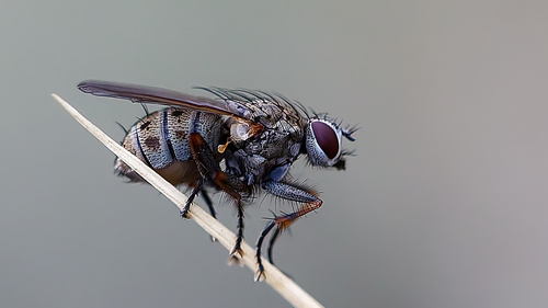 Unknown species found near South Jordan, UT, USA