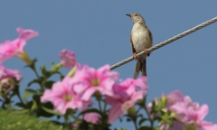 Prinia lepida