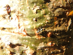 Cephalotes multispinosus