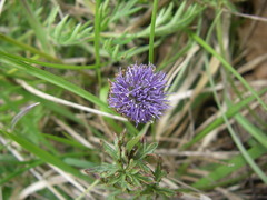 Globularia