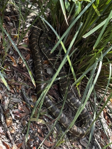 Coastal Carpet Python sighting