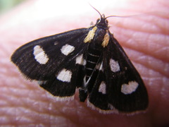 Anania funebris