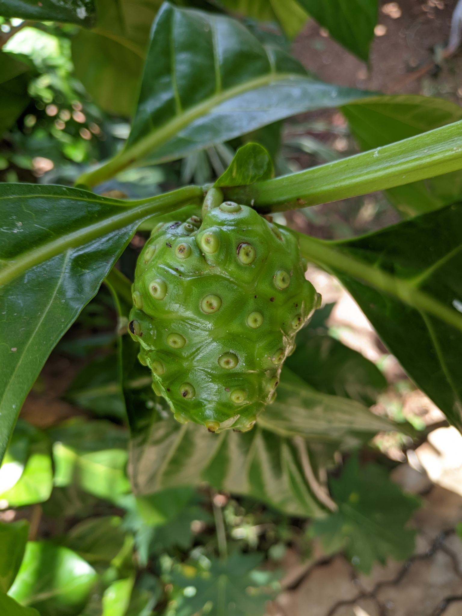 Morinda citrifolia