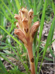 Orobanche alba