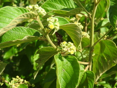 Colubrina yucatanensis