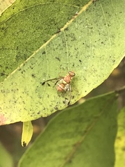 Zeugodacus cucurbitae